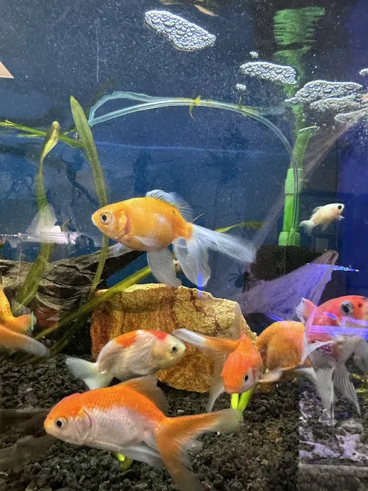 Poseidon's Pets of Picayune Picture 4