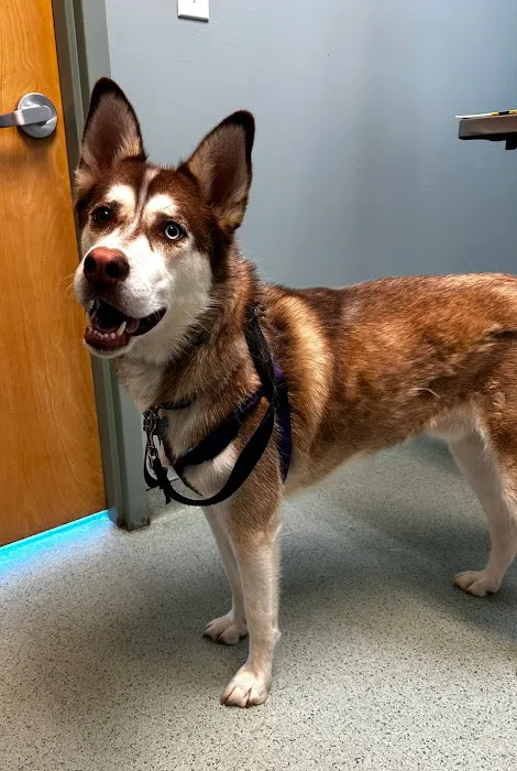 Schwenksville Veterinary Hospital Picture 8
