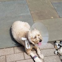 Schwenksville Veterinary Hospital ico