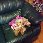 St Tammany Pet Center