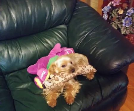 St Tammany Pet Center