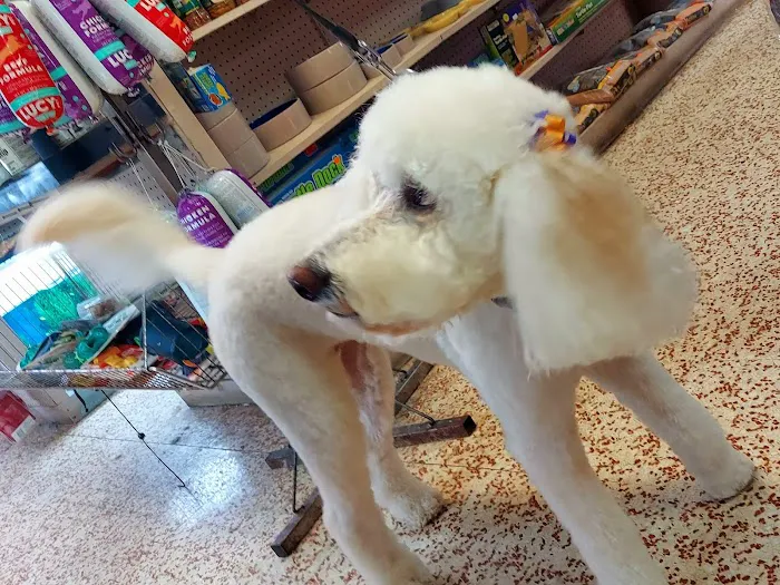 St Tammany Pet Center Picture 9