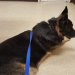 Lehigh Valley Animal Hospital