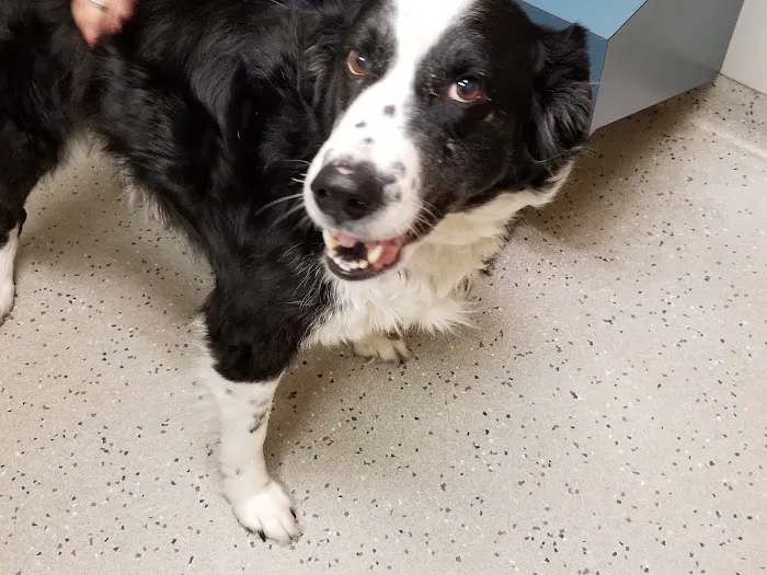 Lehigh Valley Animal Hospital Picture 4