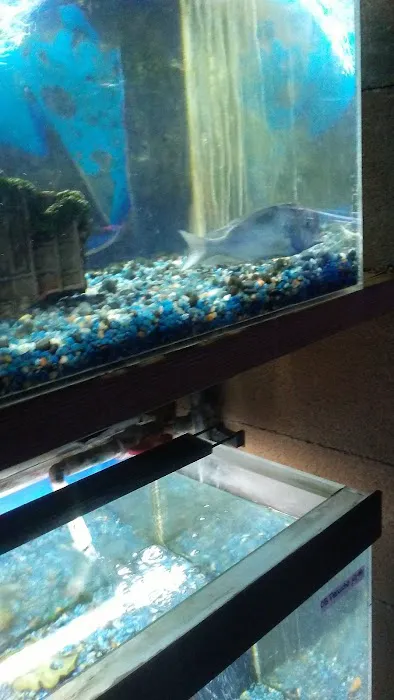 Delta Pet Center LLC Picture 7
