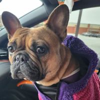 Eastern Pennsylvania Veterinary Medical Center ico