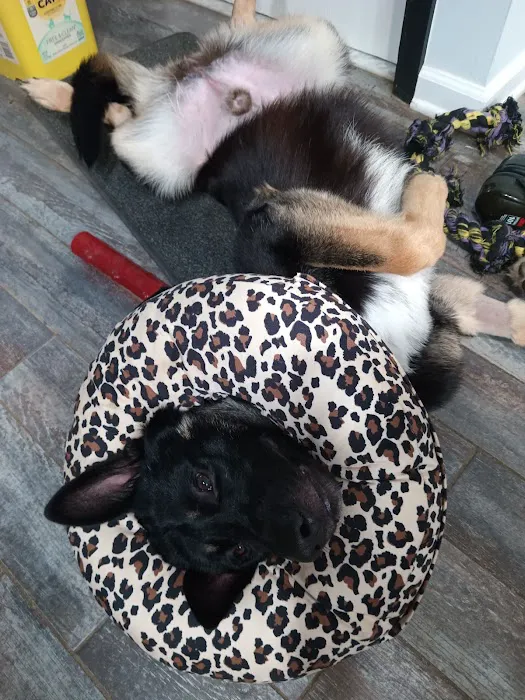 West Valley Animal Hospital Picture 2
