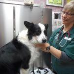 West Valley Animal Hospital