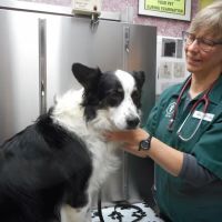 West Valley Animal Hospital ico