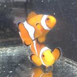 The Aqua-Arium, LLC
