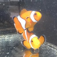 The Aqua-Arium, LLC ico