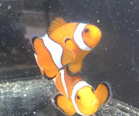 The Aqua-Arium, LLC