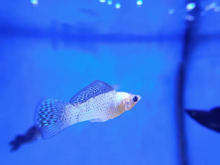 The Aqua-Arium, LLC Picture 6