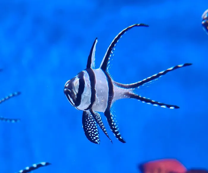 The Aqua-Arium, LLC Picture 5