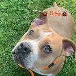 Rush Veterinary Urgent Care