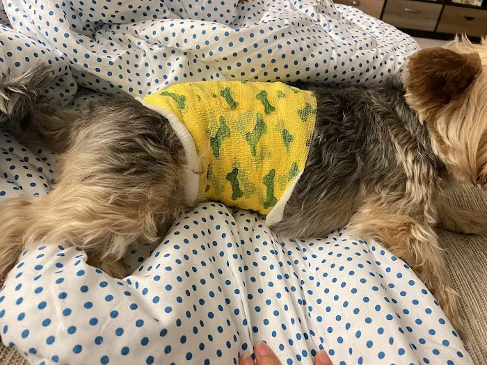 Rush Veterinary Urgent Care Picture 5