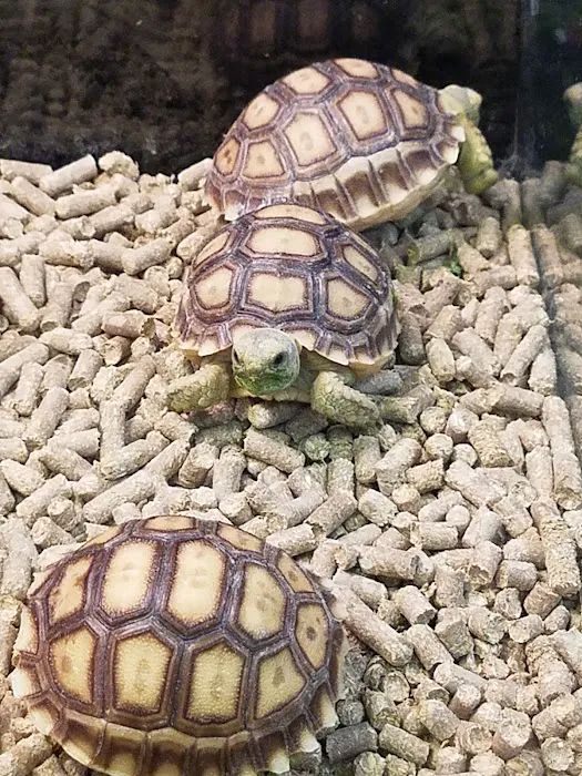 Adventure Pets Picture 2