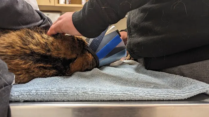 VCA Gwynedd Animal Hospital Picture 2