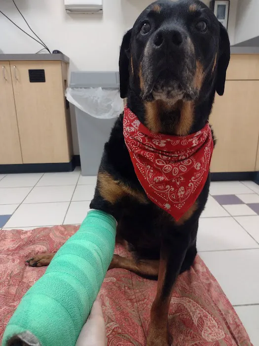 VCA Gwynedd Animal Hospital Picture 7