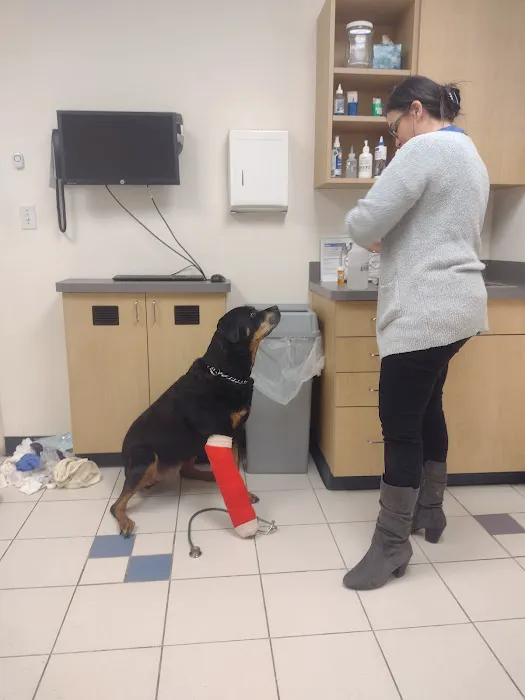 VCA Gwynedd Animal Hospital Picture 5