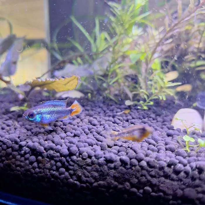 Fins & Friends Picture 5