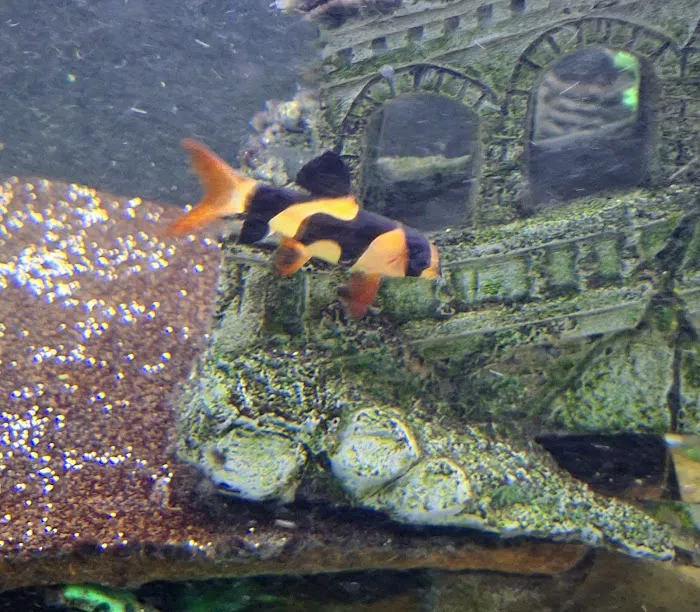 Fins & Friends Picture 7