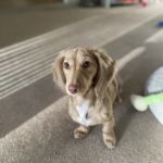 Sand Creek Animal Hospital