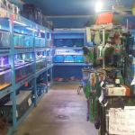 Ken's Tropical Fish