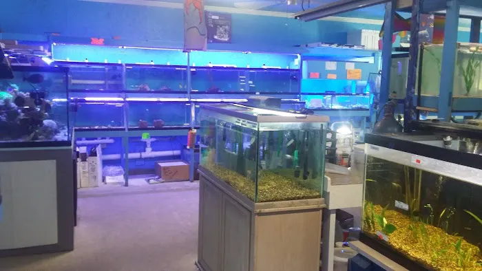 Ken's Tropical Fish Picture 2