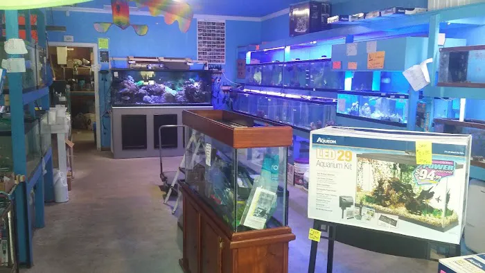 Ken's Tropical Fish Picture 5