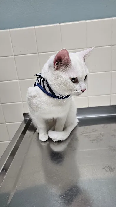 VCA Shaker Animal Hospital Picture 2