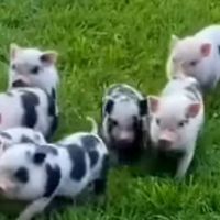 Miniature Pigs ico