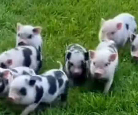 Miniature Pigs