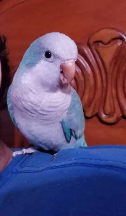 Bayouabird Picture 7