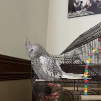 Bayouabird ico