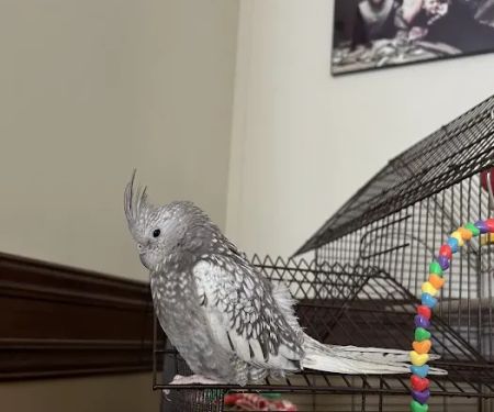 Bayouabird