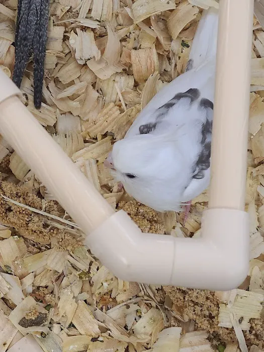 Bayouabird Picture 8