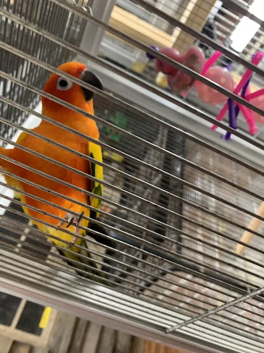 Bayouabird Picture 4
