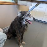 Oakwood Veterinary Clinic