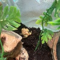 Exotic Empire Pets and Supplies ico