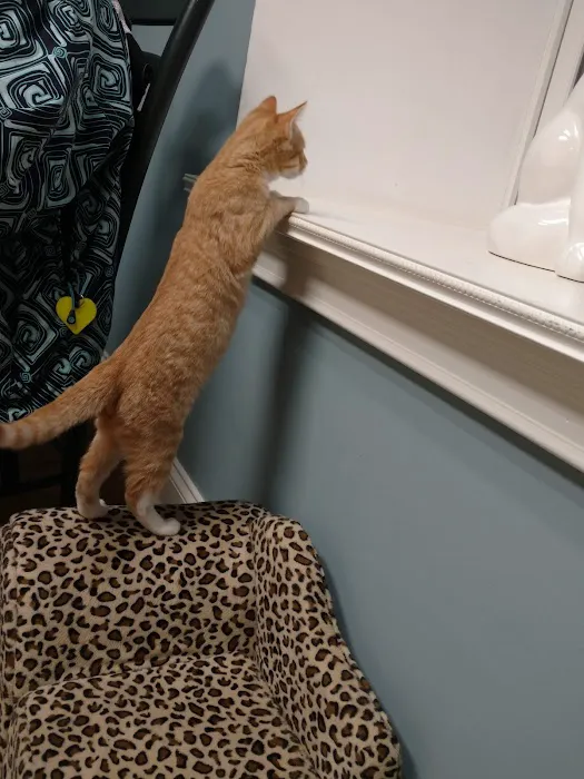 Collar City Animal Hospital Picture 3