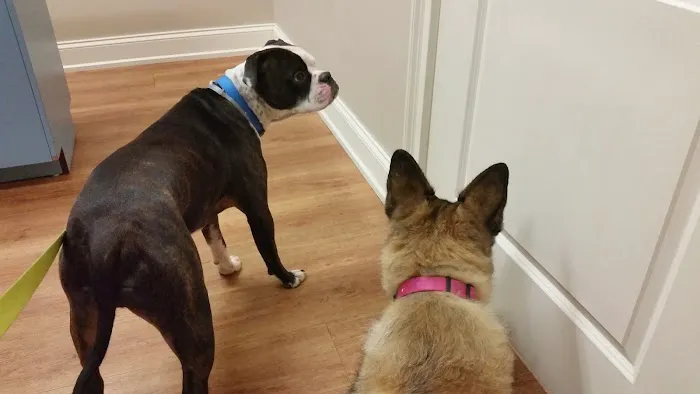 Collar City Animal Hospital Picture 2
