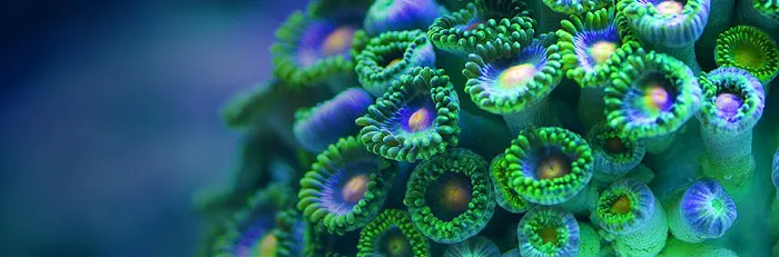 Reef Coral Picture 8