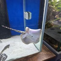 Reef Coral ico