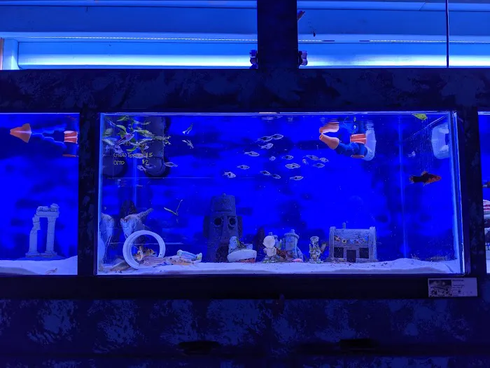 Reef Coral Picture 10