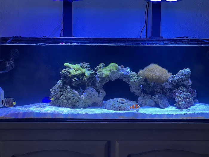 Reef Coral Picture 7