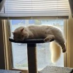 Latham Animal Hospital: Rafter Maria DVM