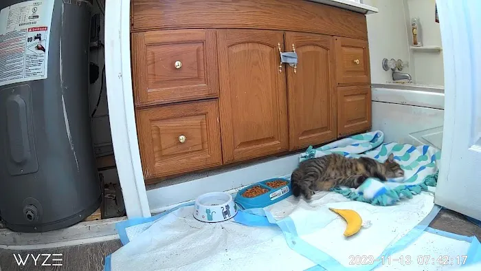 Latham Animal Hospital: Rafter Maria DVM Picture 4