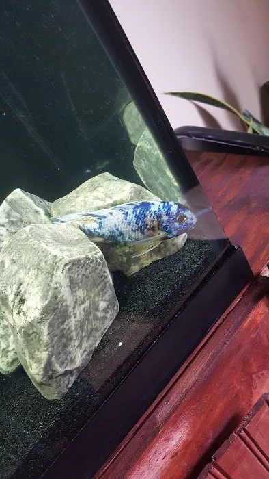 Louisiana Fish Store Picture 6