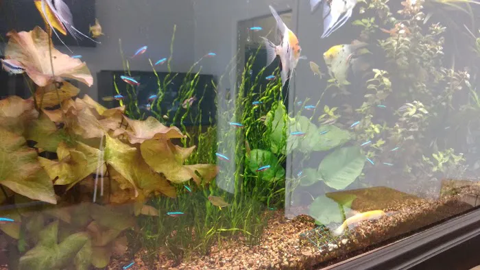 Louisiana Fish Store Picture 9
